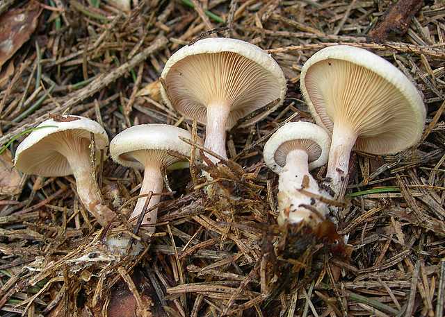 I funghi della foresta di Thann